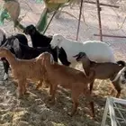 6 تيوس وعناق