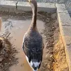 وز عراقي