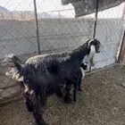 عنز عارضيه والد