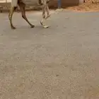 القحه الوضحى