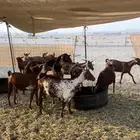 معزاء محايليات فواخر مراح واحد دهم