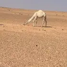 للبيع البكرة الرمانية