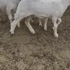 خرفان لباني