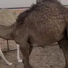 قعدان قصب شحم