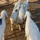 رخال صنف للي بيأسس مراح
