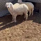 رخال للبيع