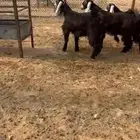 جذعات عوارض طيبه اعمار 9 اشهور