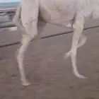 بكره شعلا حقه