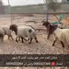 خرفان طيبة