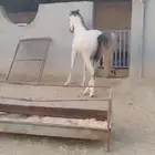 مكه