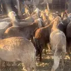 ذبايح سواكن تربية والحريات