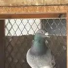 ذكور زواجل