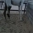 بكره قصب بريه