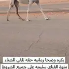 بكره وضحا رمانيه حقه تلقي