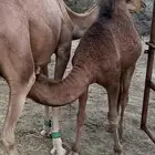 قعود مفرود ياهل المناسبات