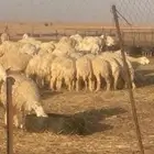 غنم حرش صنف
