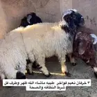خرفان نعيم جذعان