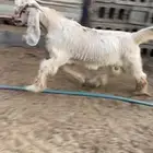 تيس عارضي مشروع فحل كريمي