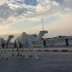 ضريبه كفو ثنيه دازه رباعيتها الموقع قدام بندر الجافل رقم شب