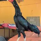 ديك شامو الماني هزاز