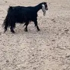 لبيع عنز عارضيه