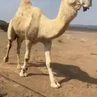 جمل للبيع
