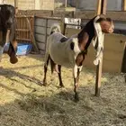 معزا مشاريك حصيب كفو