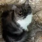قطة انثى وابنها عمره شهرين .