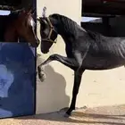 مهر شعبي