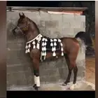 خيل عربي اوراق واهو. الي يبي تفاصيل يجي وتس