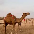 خلفه حمرا باخرة كفو حلابه(تم البيع)