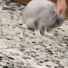 ارنب للبيع ما نختلف في السعر