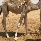 قعود