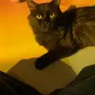 قط شيرازي اسود عمرها سنه هادي لعوب (للتبني)