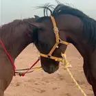 حصان شعبي