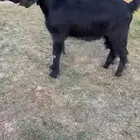 للبيع جفر قبرصي خصم الخصم