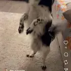 كلب كولي للبيع