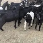 تيوس بلديه ويوجد مقطع فديو