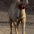 سودانية لشاريه بكره توها ثنيه معزوله بنتها منها جاهزه للضرا