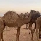 قعدان حشو