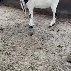 جفره ل اهل الزين