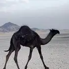 بكره سمين