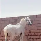 فرص أصيلة جزيرية