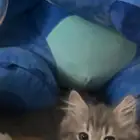 قطط