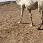 عشرا عليانيه كفووو