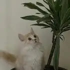 قط ذكر تبني