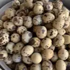 بيض سمان