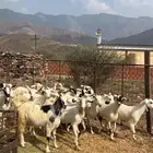 للبيع معزا مراح واحد