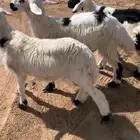 3خرفان سمان بلديه صفر الموقع شرفه قريب من مستشفى العام