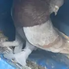 ( عرض خاص ) ذكر حمام نفاخ